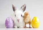 два яйца, кролик и цыплёнок